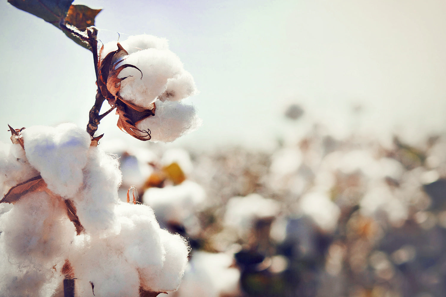 Le coton biologique, Avantage environnemental du coton Bio