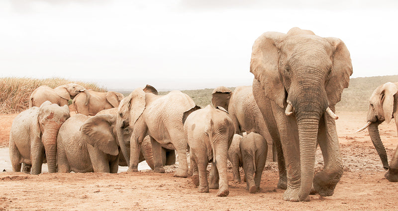 Warum der Elefant unser Spirit Animal ist